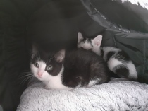 New kitten dilemma