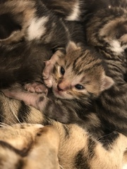 Newborn kittens arrived today!