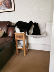 To think my cat is an ungrateful little furry thing