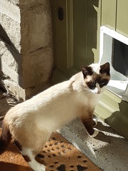 Findinf homes for stray cats - please help me?!