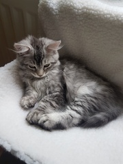 Come one! Come all! New kitten pics