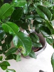 What is wrong with my Kaffir lime tree?