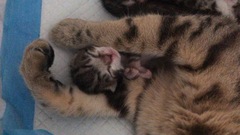Newborn kittens arrived today!