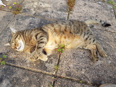 Thug cat part 4.  After all, it's not my Axminster.