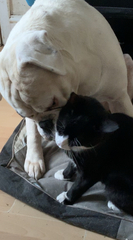 To think my cat is an ungrateful little furry thing