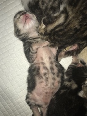 Newborn kittens arrived today!