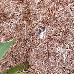 Help! What are these white patches on my flowerbed?