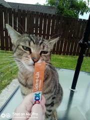 Chez Ollie - The Not My Cats of many colours edition - All welcome
