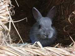 PTS my little grey furball