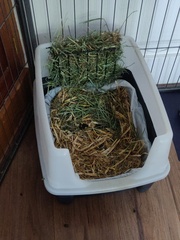 PTS my little grey furball