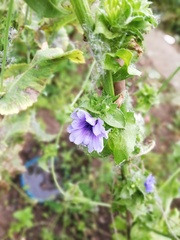 Another ID question