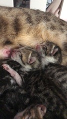 Newborn kittens arrived today!