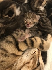 Newborn kittens arrived today!