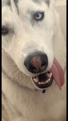 What's your dream breed?