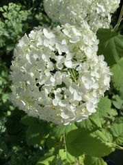 Is this hydrangea Annabelle?