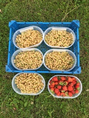 Allotment/Veg patch Thread 17 - onwards and upwards