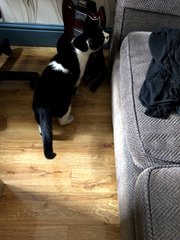 Chez Ollie - All welcome especially Not My Cats. General Cat chat thread