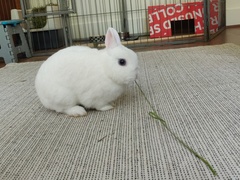 PTS my little grey furball