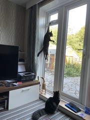 Chez Ollie - The Not My Cats of many colours edition - All welcome