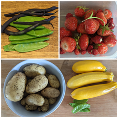 Allotment/Veg patch Thread 17 - onwards and upwards