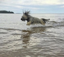 Doggie holiday pics