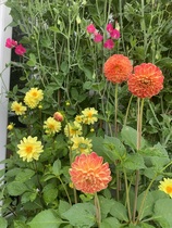 First time growing Dahlias . . .
