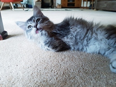 Come one! Come all! New kitten pics