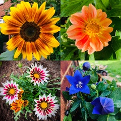 First time growing Dahlias . . .