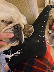 Red spot on dog’s lip - any ideas?