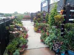 ..to want to turn terrace back alley into a community garden?