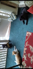 Thug cat part 4.  After all, it's not my Axminster.