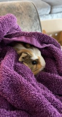 Experiences with guinea pigs?