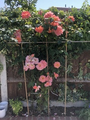 David Austin rose help