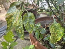 What's wrong with my chilli plant?