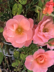 David Austin rose help