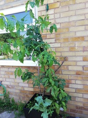 Oak tree woes
