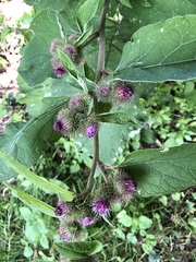 Do any of you know what this plant is?