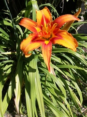 Lily or iris?