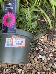 If you're near a Dobbies garden centre...
