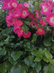 Show Us Your Pictures: 5 Alive