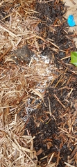 Help! What are these white patches on my flowerbed?