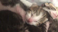 Newborn kittens arrived today!