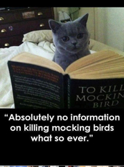 Memes, glorious memes!
