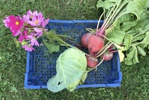 Allotment/Veg patch Thread 17 - onwards and upwards