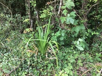 Another mystery plant