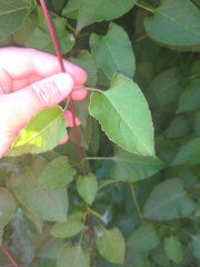 Ivy/climbing plant advice