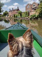 Doggie holiday pics