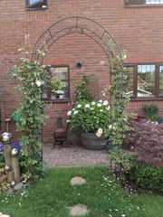 Which DA rose for an arch?