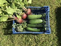 Allotment/Veg patch Thread 17 - onwards and upwards