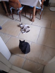 Finding homes for cats - please help me?!